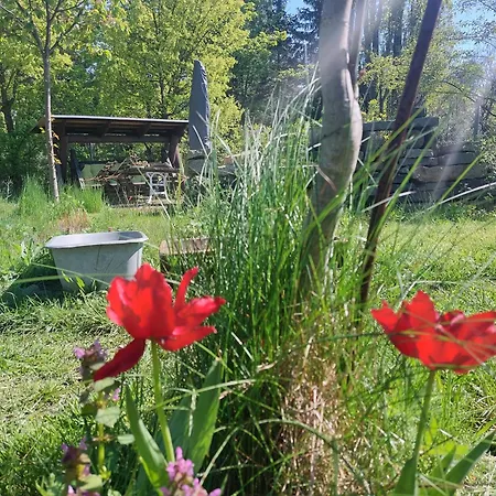 Gnubbel Am Wald