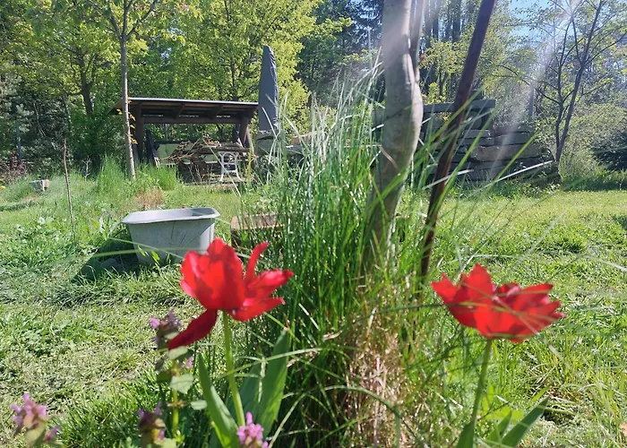 Gnubbel Am Wald